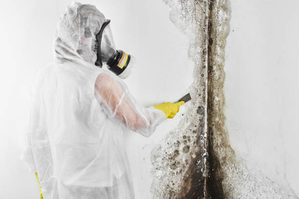 Best Local Mold Removal Service  in Portage Lakes, OH