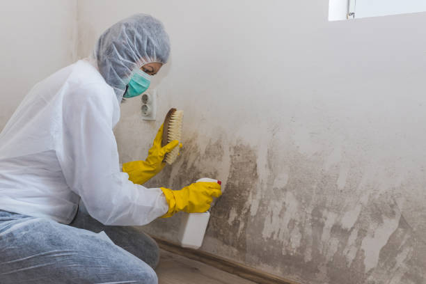 Attic Mold Removal in Portage Lakes, OH