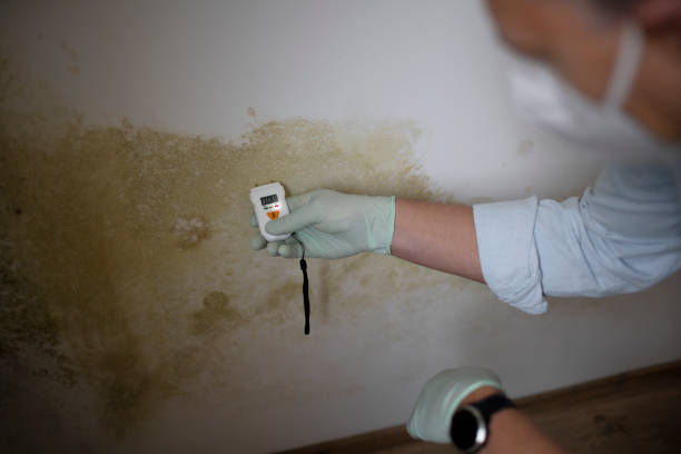 Best Mold Damage Repair  in Portage Lakes, OH