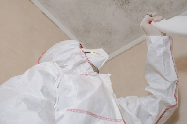 Best Black Mold Removal  in Portage Lakes, OH