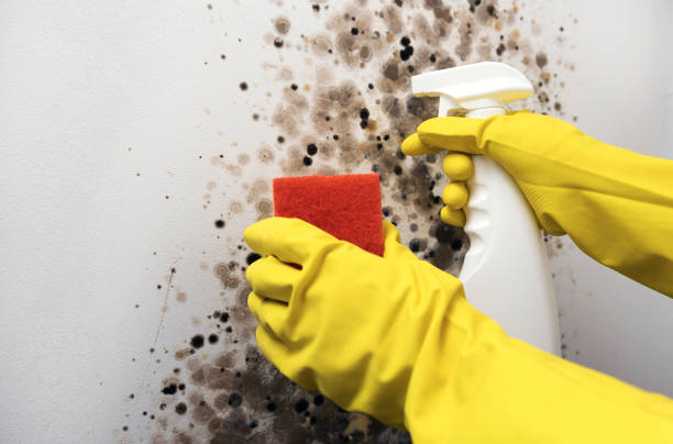 Best Professional Mold Removal  in Portage Lakes, OH