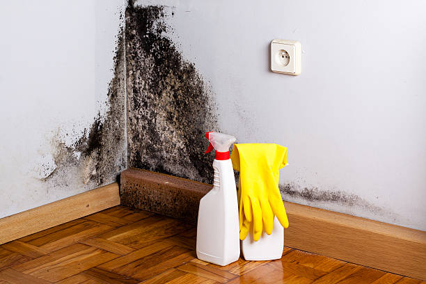 Best Mold Testing  in Portage Lakes, OH