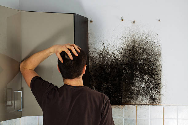 Best Residential Mold Removal  in Portage Lakes, OH