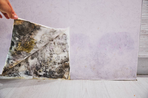 Best Attic Mold Removal  in Portage Lakes, OH